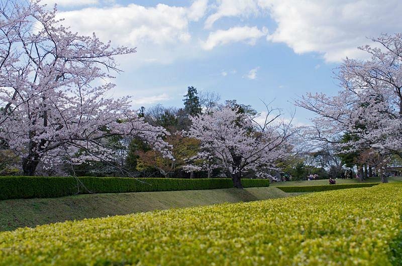 🏯 사쿠라성터 공원(사쿠라조시코엔) 이미지 1